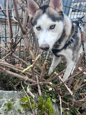 Husky Hündin in Liebe volle Hände 