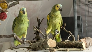 Blaustirnamazonen Männchen Hähne 06 25 geschl.beringt inkl Zubehör 