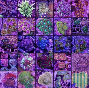 Korallen, Kupfer Anemone 