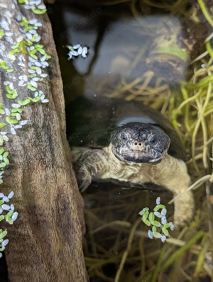 Zwergklappbrustschildkröte (Pelusios Nanus) anzugeben 