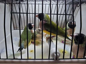 Gouldamadinen von Nov.2025