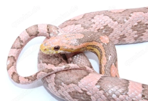 0,1 Red Factor Ultramel Ghost Kornnatter 