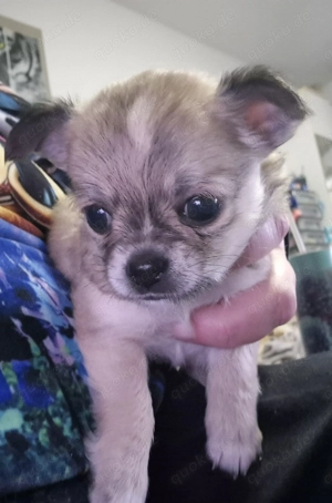 Kleine Rasselbande sucht