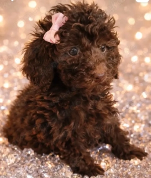 zwerg toy pudel Hündin 