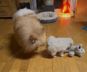 reinrassige Pomeranian  Zwergspitz Welpen  