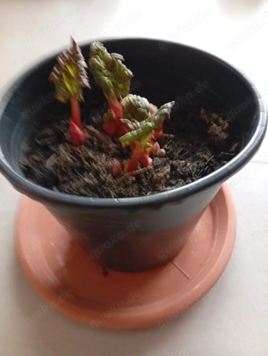 Austreibender Rhabarber