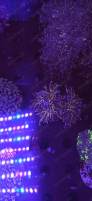Bis zu 25%!!! Acropora, Euphyllia, Goniopora, LPS, SPS, Zoas, Korallen, Meerwasser