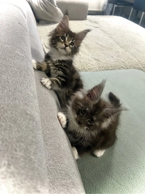 2 Maine Conn Kitten Mädchen ausziehen 