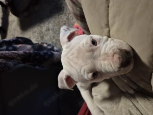 American Bully Welpen 