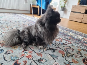 Chihuahua Rüde mit Stammbaum 