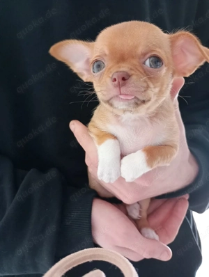 Chihuahua Welpen 