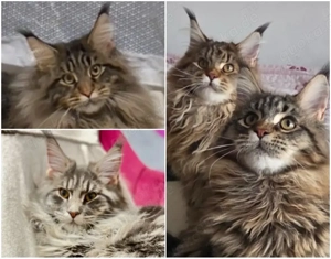 Reinrassige Main Coon Kitten Mädchen Jungen mit Kaufvertrag Stammbaum mit Starter Paket abgabebereit