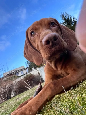 FOREVER-Zuhause gesucht für einen lieben 8 Monate alten Vizsla Rüden