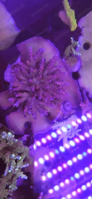 Acropora, Euphyllia, Goniopora, LPS, SPS, Zoas, Korallen, Meerwasser