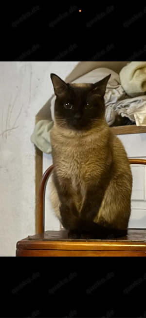 Wurfankündigung Siamkatzen Kater Siam Sealpoint Kitten