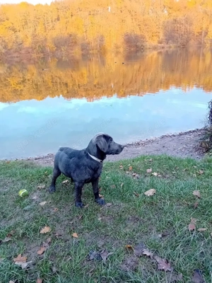 Dexter sucht liebevolle Familie 