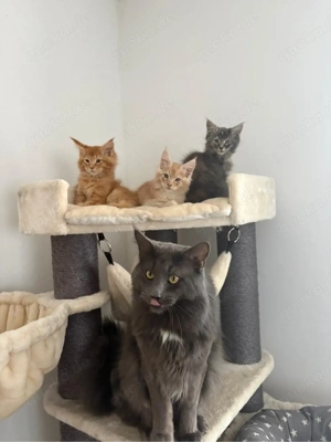 Maine Coon Deckkater. KEIN VERKAUF ! Kein Stammbaum Bild 5