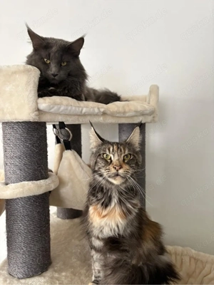 Maine Coon Deckkater. KEIN VERKAUF ! Kein Stammbaum Bild 3
