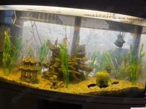 Aquarium + Inhalt