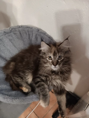 Maine Coon Kitten Mix