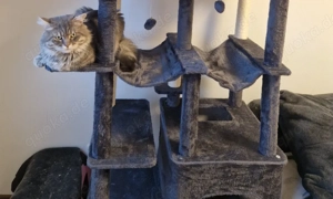 Maine Coon deckkater 