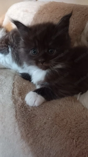 4 Maine Coon kitten reinrassig 