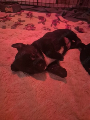 2 Fellnasen suchen ein großes Herz