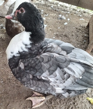 Warzenenten Enten Stummenten 