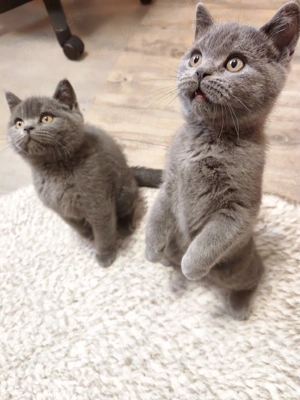  Kurzhaar (BKH) Kitten, 3 Monate, 2 Kater   ab sofort abgabebereit