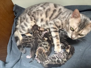 Bengal kitten Braun Tabby mit großen Rosetten 