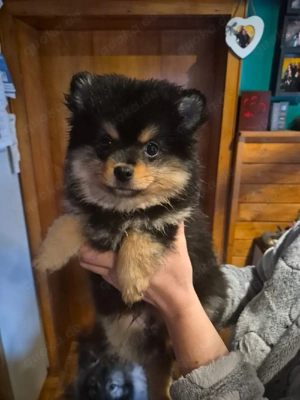 2 wunderschöne Zwergspitz  Pomeranian Welpen suchen ihr Zuhause für immer 