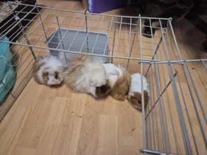 Zuckersüße Meerschweinchen suchen neue Zuhause