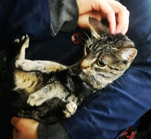 Super süßer Familien-Schmusekater 6Mon. Getigert Kinderlieb Kätzchen Kater Katzenbaby Babykätzchen