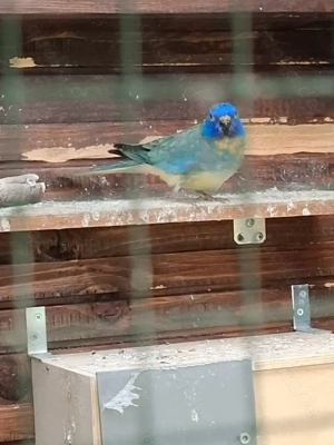 Glanzsittiche Bild 5