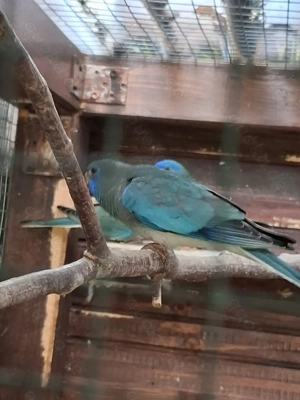 Glanzsittiche Bild 8