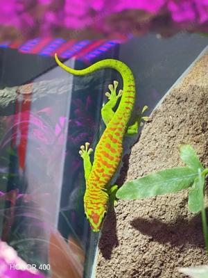 Phelsuma grandis 1.1.1
