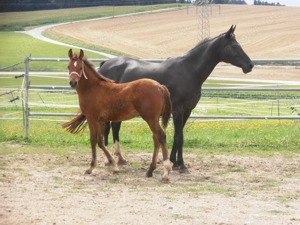 Deckanzeige: Vollblutaraber, Shagya- und Angloaraber, Deutsches Edelblut Bild 6