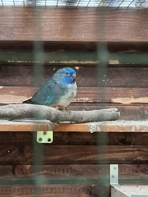 Glanzsittiche mit einem Schönheitsfehler