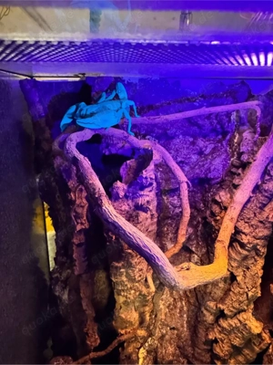 Skorpione  weibchen Bild 2