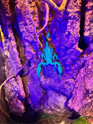 Skorpione  weibchen Bild 4