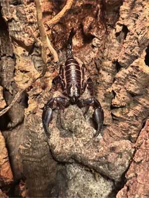 Skorpione  weibchen Bild 3