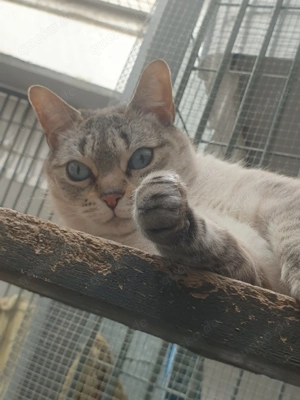 Cadi sucht ihr Zuhause - gerne als Einzelkatze