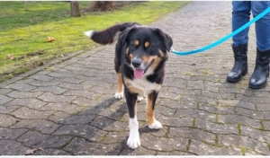 Dringend Platz vor Preis Husky Aussi Mix 