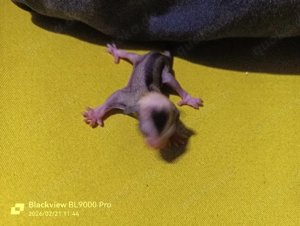 Sugar Glider Männchen Jungtiere Sonderfarbe 