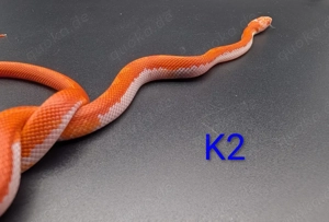 Kornnatter Fire pied Männchen 