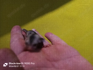 Sugar Glider Männchen Jungtier