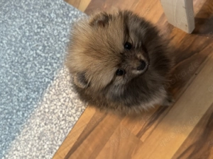 Pomeranian Zwergspitz Mädchen Welpe