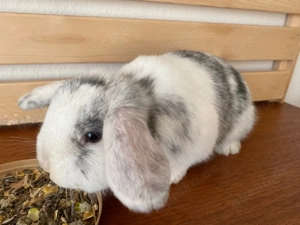 Zwergkaninchen Röhn Zwergwidder Schlappohren Häsin 4 Monate Kleinwidder