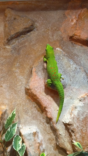 madagaskar taggecko männchen 