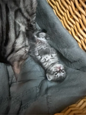 Bengalkitten männlich liebevoll und sehr zahm Bild 8